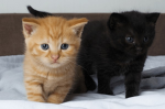 Divine Cat Games
