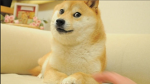 Doge gang or group