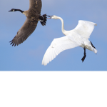 SHOO GOOSE