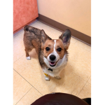 Dogs are my Favorite Animal!!