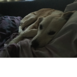 $$$puppy