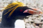 Team Macaroni penguin