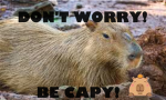 capybara gang joing now