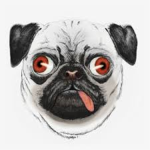 DerpPugs Fan Club