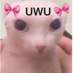 Meli fan
