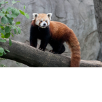 The epic red pandas