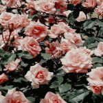 Rose Outfitters