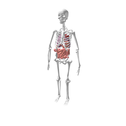 realistic skeleton