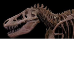 dinosaurs dinosaurs DINOSAURS