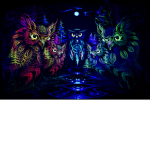 The Night Owls.