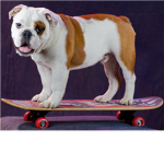 Echo Skate Team