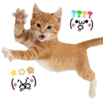 all cats fan club