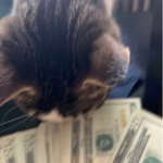 Tulipe$