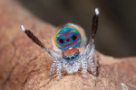 Stupid Spider Cave