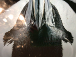 Penguins Are The Best In The Universe