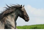 Black Stone Horse Academy.