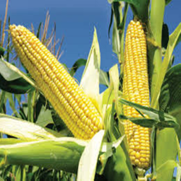 Eat Corn