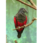 team kocurro