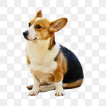 Dog fino