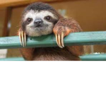 slothy is cool