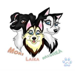 Mishka The Talking Husky Fans!