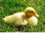 ducks rule:)