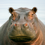 Hairy Hippo