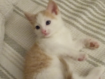 CATLOVER'S