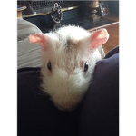 skinnypig clan