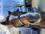 Beautiful ponies and horses