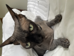 Dog & Cat Support Foundation