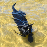 washed whiskers staff