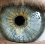 the last eyes