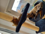 Katzen Träume