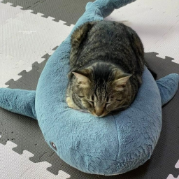 Purrgatory: Cat o war