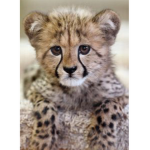 Cheetah…