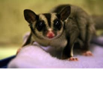 Help Animals Who Have Been ingured