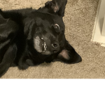 The_dogs group{
