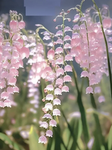 tulipluhvs