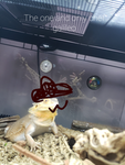 The Lizard Gamers