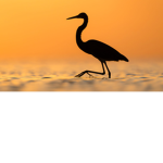 Birds birds birds