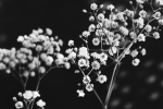 We Create Flowers