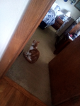Kitty's are so cuute gang on top