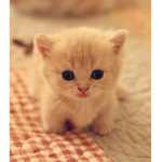 Kitty_x_kitty