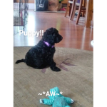 #Puppies!