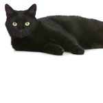 (cat fan group)