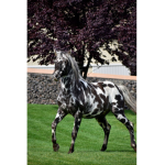 Horse group official