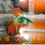 Fishy Fish Fans (Fishing Simulator fans)