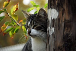 i LOVE cats we LOVE cats