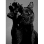 Felix_